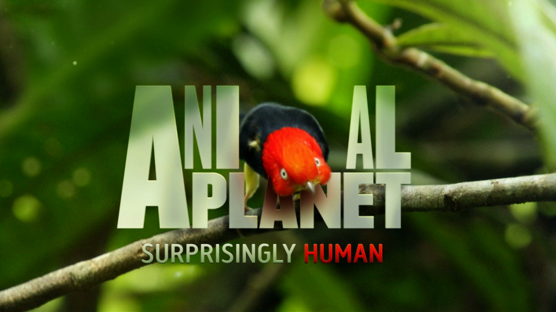 Animal Planet