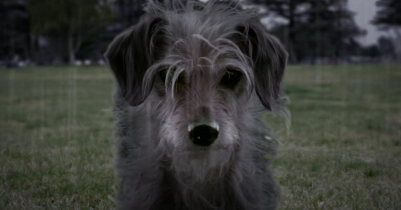 Dog Wick - zdjęcie z parodii Johna Wicka
