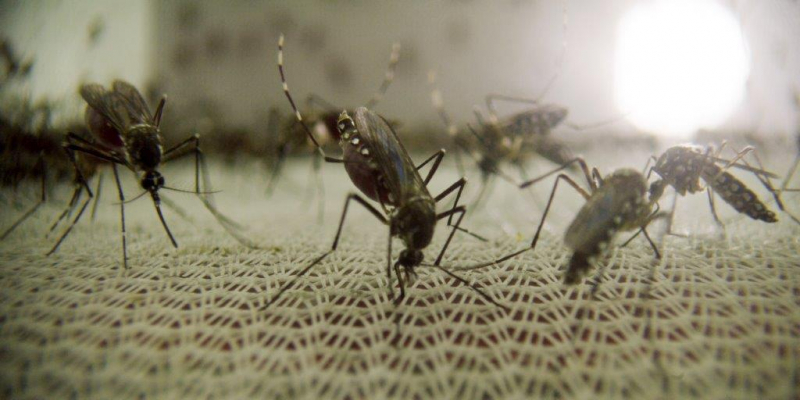 Mosquito - film dokumentalny Discovery Channel