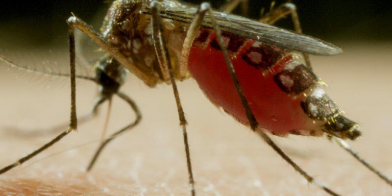Mosquito - film dokumentalny Discovery Channel