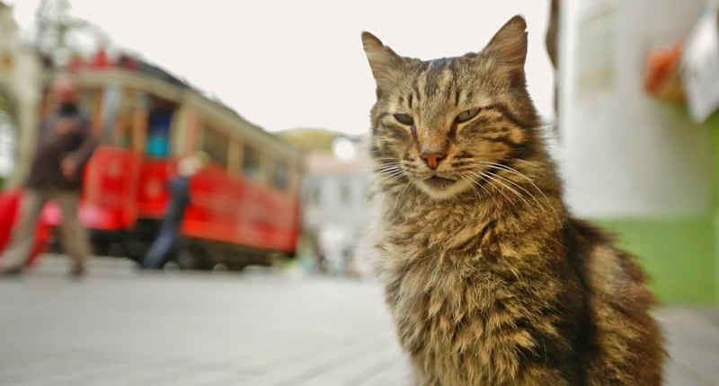 Kedi – sekretne życie kotów – recenzja filmu dokumentalnego