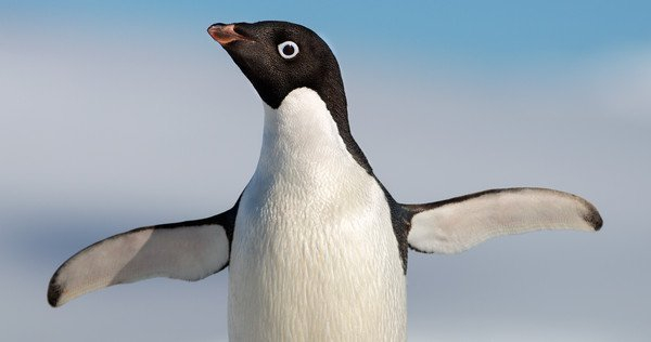 Pingwin Steve w nowym filmie Disneya. Zobacz zwiastun