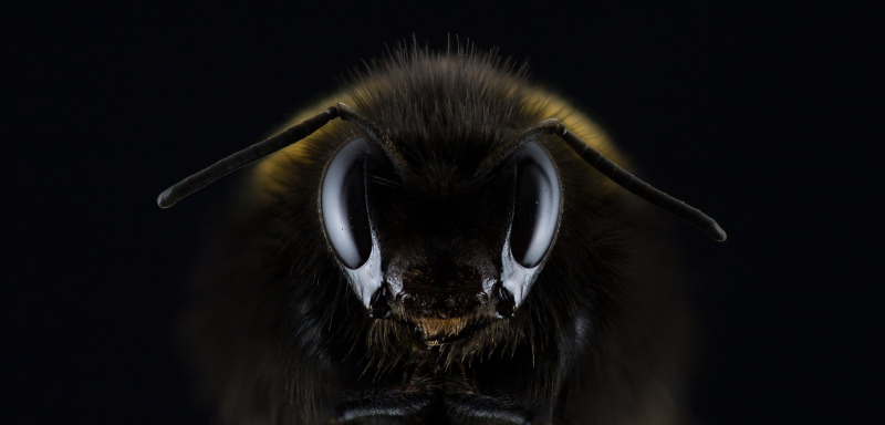 Naukowcy chcą ulepszyć pszczoły wyposażając je w elektroniczne plecaki