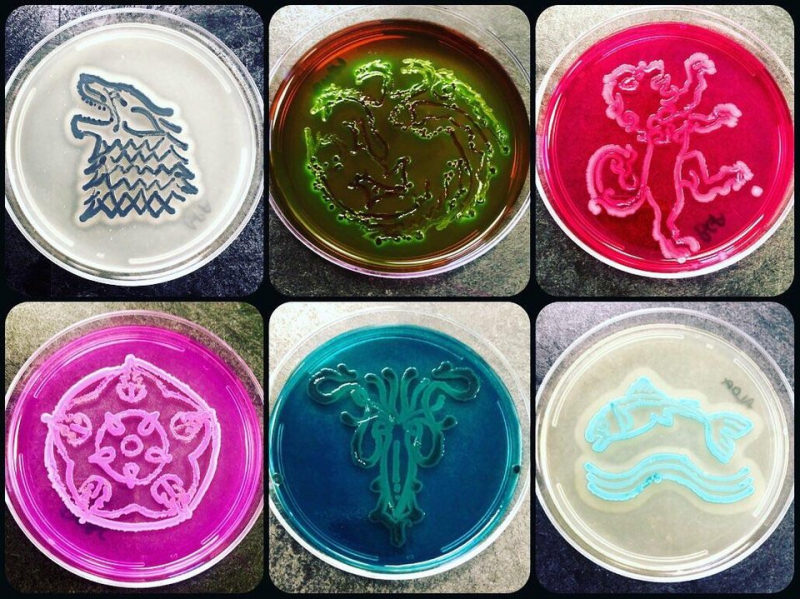 Gra o tron - rody w bakteriach