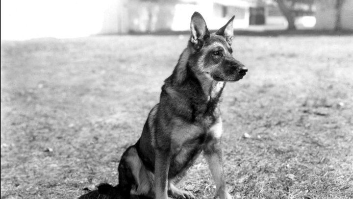 Warner Bros. przypomni światu o psie Rin Tin Tinie. Projekt ma scenarzystę