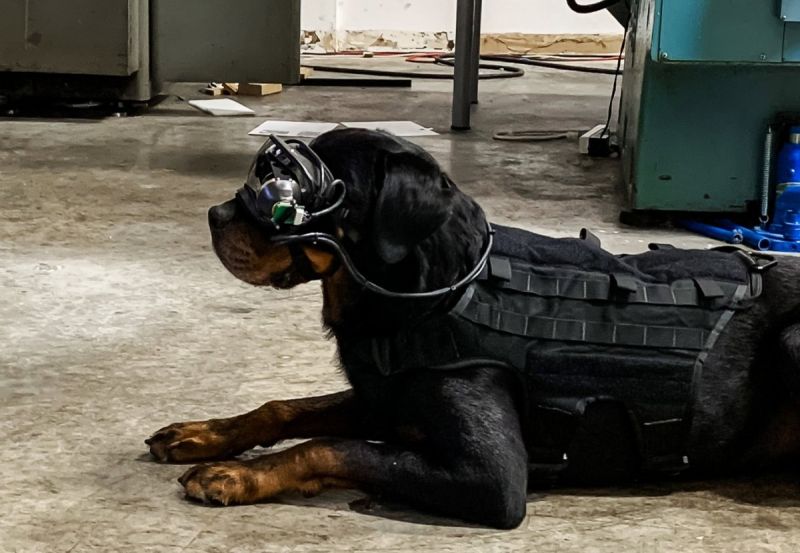 Amerykańska armia wyposaży psy w gogle AR