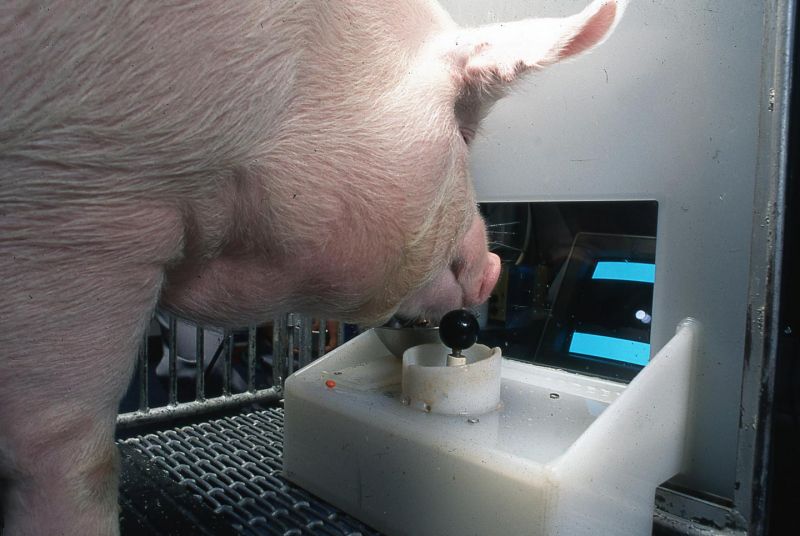 Naukowcy nauczyli świnie grać za pomocą dżojstika