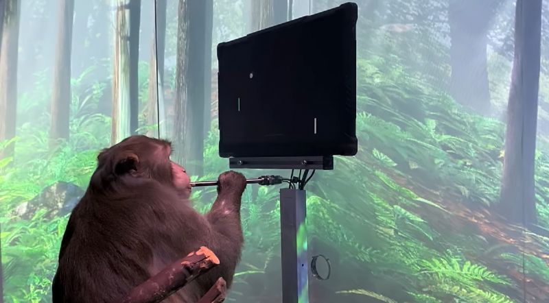 Neuralink pokazał, jak małpa kontroluje Ponga siłą umysłu