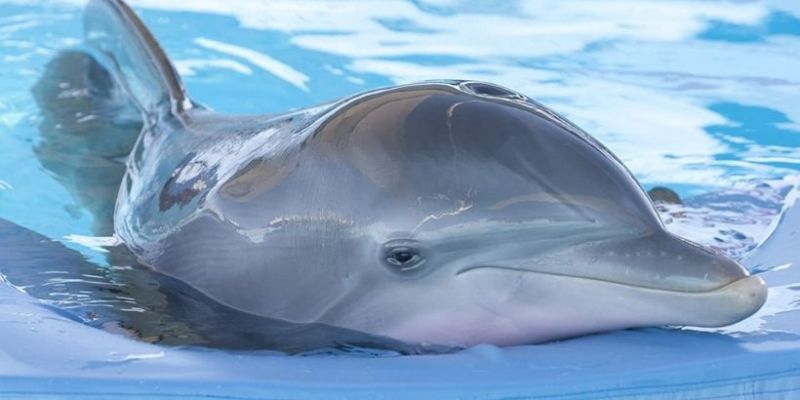 Mój przyjaciel Delfin: zmarł delfin z filmu. Akwarium zostało zamknięte