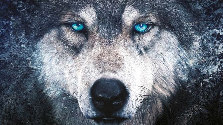 O wilkach i ludziach