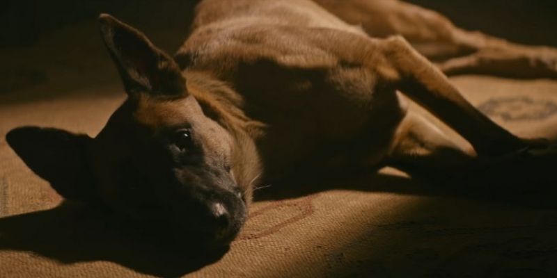 Pies – rasa psa z filmu budzi zainteresowanie hodowców. Dlaczego to bardzo źle?