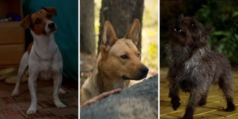 Psy w filmach – nie tylko Sarii z Predator: Prey. Które z nich skradły serca widzów?