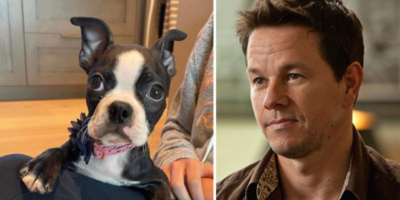 Mark Whalberg ma między innymi psa Jojo rasy pomsky oraz Champa rasy pomeranian. Do rodziny aktora na początku października 2022 roku dołączyła także Lola rasy boston terrier.