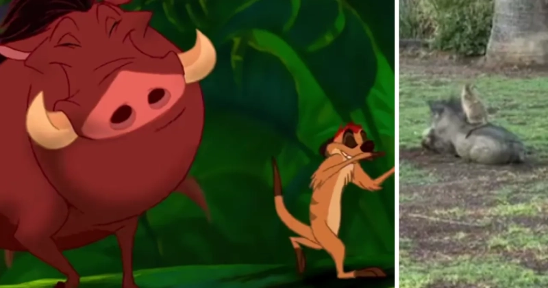 Timon i Pumba w prawdziwym życiu