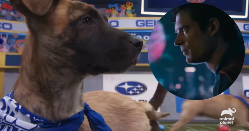 Puppy Bowl | Superman