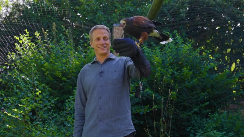 Tony Hawk