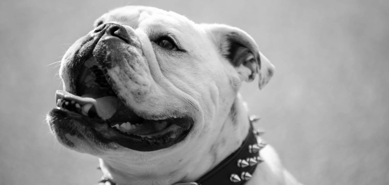 The Boys - pies - Bentley Alexander aka Terror