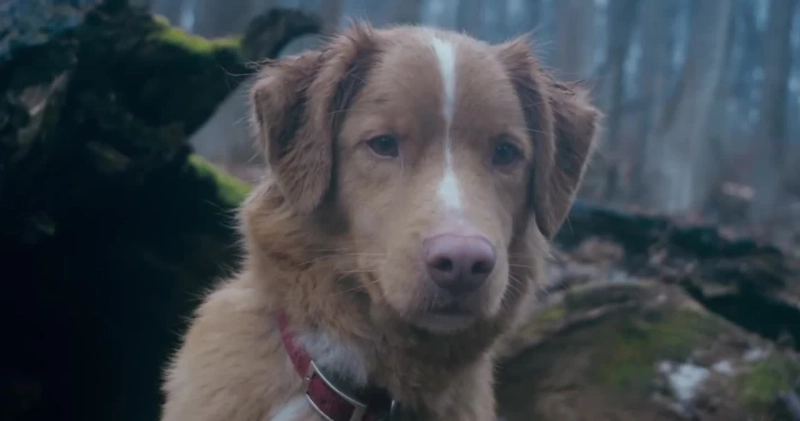 Zdjęcie z filmu Good Boy