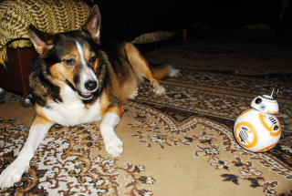 BB-8 i pies - Hasbro - zdjęcie