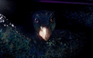 fantastyczne zwierzęta - zdjęcie