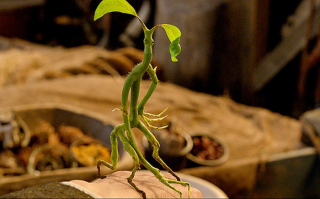 fantastyczne zwierzęta - zdjęcie