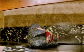 fantastyczne zwierzęta - zdjęcie