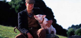 Babe - świnka z klasą - zdjęcie