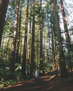 Nowa Zelandia - Akhil Suhas - zdjęcie