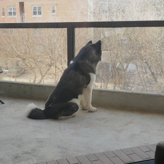 Pies Henry'ego Cavilla - zdjęcie