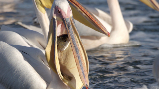 Drapieżni połykacze - Nat Geo Wild