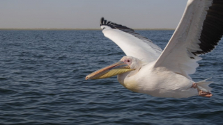 Drapieżni połykacze - Nat Geo Wild