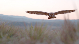 Drapieżni połykacze - Nat Geo Wild