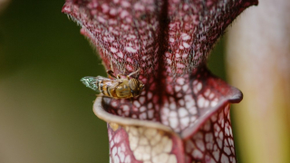Drapieżni połykacze - Nat Geo Wild
