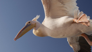 Drapieżni połykacze - Nat Geo Wild