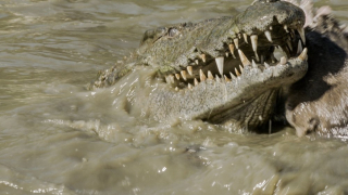 Drapieżni połykacze - Nat Geo Wild