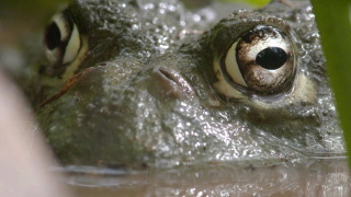 Drapieżni połykacze - Nat Geo Wild