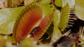 Drapieżni połykacze - Nat Geo Wild