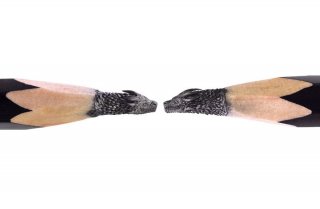 Gra o tron - ołówkowe rzeźby