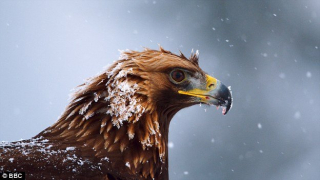 Wielką popularność zyskała wykorzystana w pierwszej części serii piosenka Hoppipolla zespołu Sigur Ros; islandzcy muzycy zgodzili się nawet stworzyć nową wersję utworu na potrzeby kontynuacji