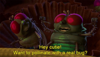 Zapylenie robi różnicę