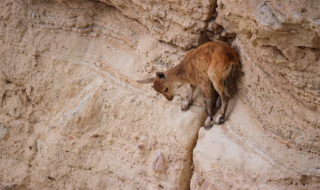 W czasie wizyty w Panamie członek ekipy został zaatakowany przez płaszczkę; jego koledzy nieśli go na noszach przez dżunglę blisko 2 godziny, bo dotrzeć do pierwszego lekarza