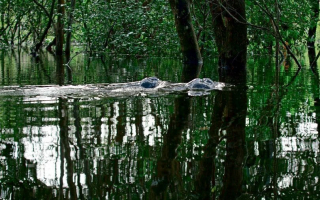 Niektóre ze zwierząt zostały sfilmowane po raz pierwszy w historii - m.in. delfin z rzeki Araguaia