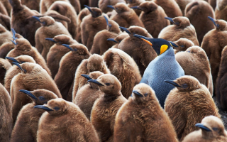 Szef ekipy na Wyspie Zawadowskiego spędził dwa tygodnie w tym samym ubraniu; istnieje materiał, na którym jego kurtka jest jednocześnie gryziona przez jednego pingwina, jak i naznaczana treścią żołądkową innego jednocześnie