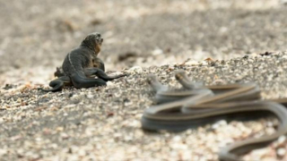 Scena ucieczki młodej iguany przed wężami podbiła sieć - wideo w serwisie YouTube obejrzano blisko 13 milionów razy, a w mediach społecznościowych odnotowano prawie 8 milionów reakcji związanych z materiałem