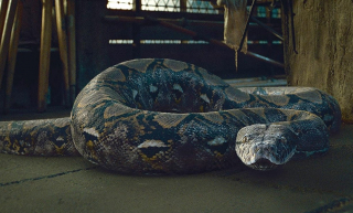 Harry Potter i Insygnia Śmierci Nagini