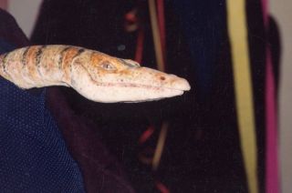 Super Mario Bros. - zdjęcia z planu