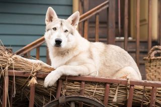 Outlander - zdjęcie z 4. sezonu