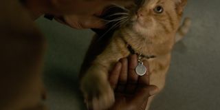 Poznajcie Goose'a, kota Carol - choć w komiksach wabi się on Chewie, twórcy chcieli najprawdopodobniej hołdować bohaterowi filmu "Top Gun"; sprawa z Goosem wygląda tak, że należy on do kosmicznej rasy Flerken, której przedstawiciele w swoich ciałach posiadają... portale do przenoszenia się między wymiarami