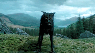 Ponurak - tutaj akurat to Syriusz Black