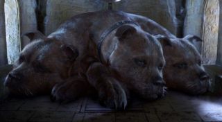 Puszek - Trójgłowy pies